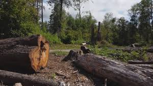 Best Hazardous Tree Removal  in Karnes City, TX