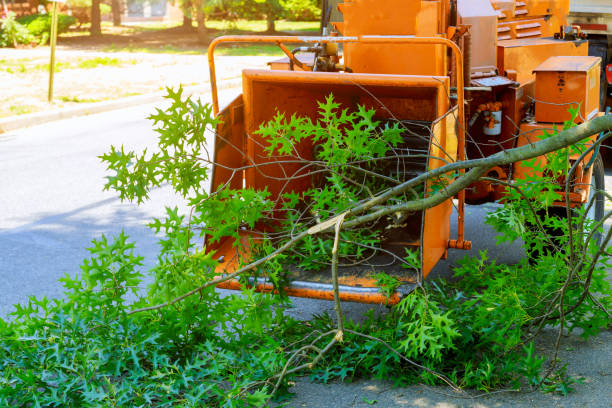 Best Tree Removal  in Karnes City, TX