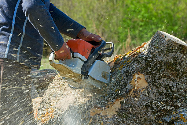 Best Hedge Trimming  in Karnes City, TX