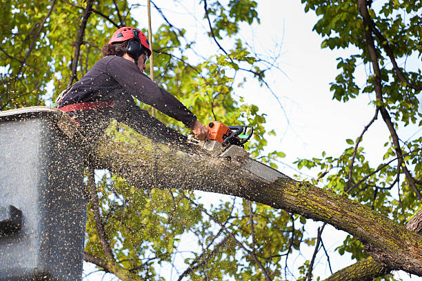 Best Pest Control for Lawns  in Karnes City, TX